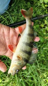 European Perch