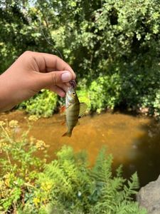 Yellow Perch