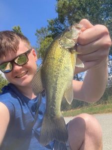 Largemouth Bass
