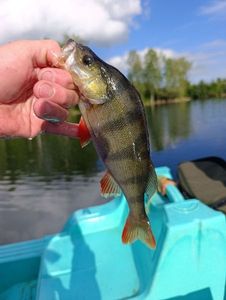 European Perch