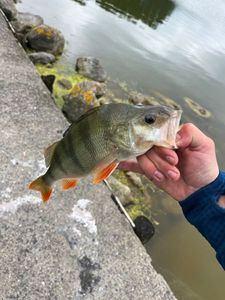 European Perch