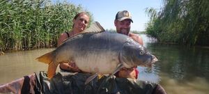 Mirror Carp