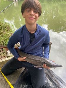 Sturgeon
