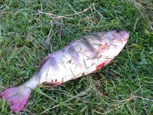 European Perch