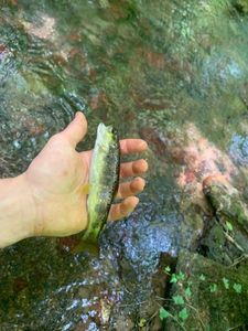 Brown Trout