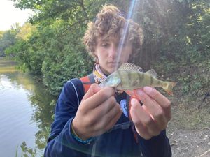 European Perch