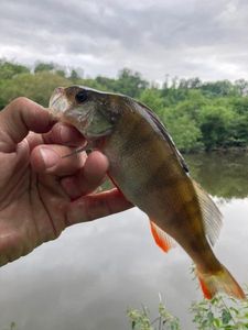European Perch