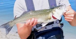 European Bass (Seabass)