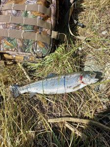 Rainbow Trout