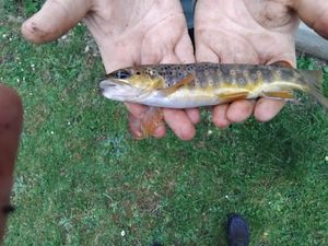 Brown Trout