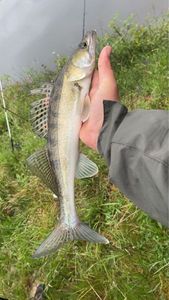 Zander