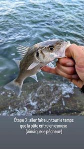 European Bass (Seabass)