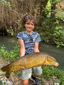 Common Carp