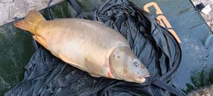 Leather Carp