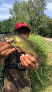 Largemouth Bass