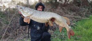Northern Pike