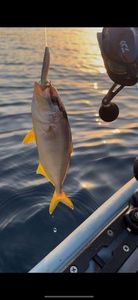 Greater Amberjack
