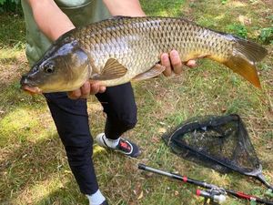 Common Carp