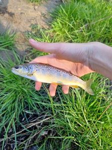 Brown Trout