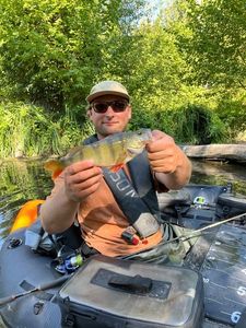 Yellow Perch