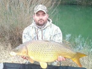 Common Carp