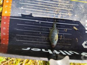 Green Sunfish