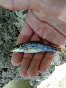 Gudgeon