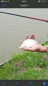 Common Carp
