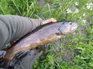 Brown Trout