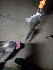 Blue Catfish