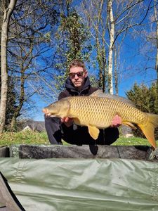 Common Carp