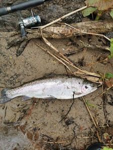 Rainbow Trout