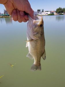 Largemouth Bass