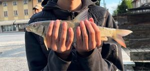 Barbel