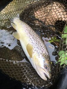 Brown Trout