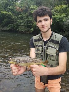 Brown Trout