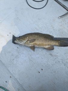 Smallmouth Bass