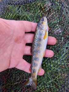 Brown Trout