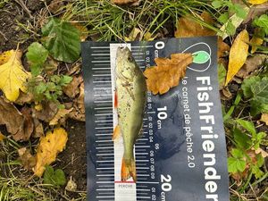 European Perch