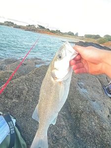 European Bass (Seabass)