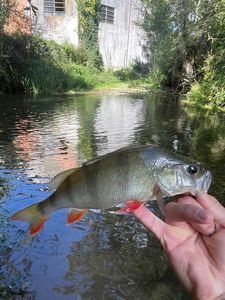 European Perch