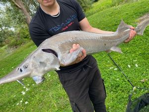 Sturgeon
