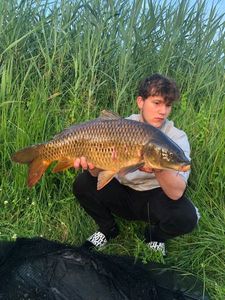 Common Carp