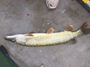 Northern Pike