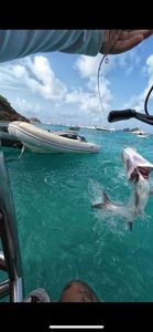 Tarpon