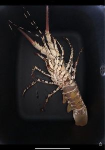 Norway Lobster