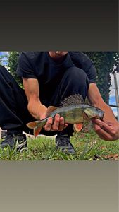 Yellow Perch
