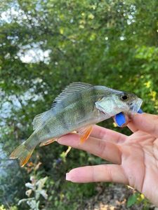 European Perch