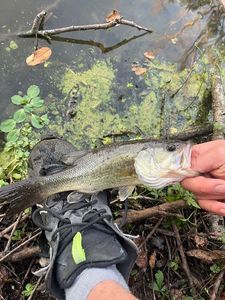 Largemouth Bass