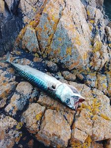 Mackerel